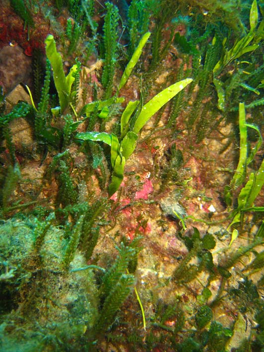 Caulerpa racemosa